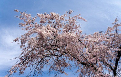 when-do-weeping-cherry-trees-bloom
