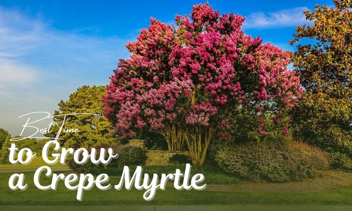 when is the best time to plant a crepe myrtle
