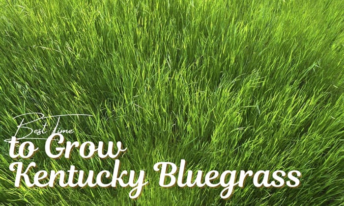 when is the best time to plant kentucky bluegrass