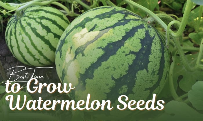 when is the best time to plant watermelon seeds
