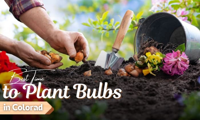 when to plant bulbs in colorado