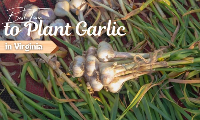 when to plant garlic in virginia