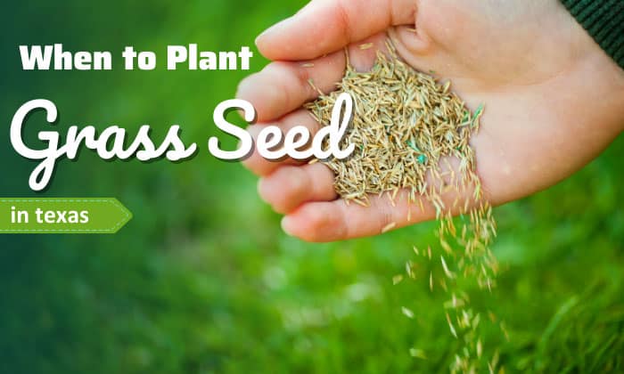 when to plant grass seed in texas