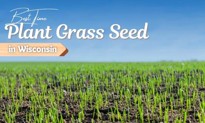 when to plant grass seed in wisconsin