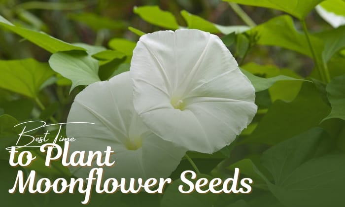 when to plant moonflower seeds