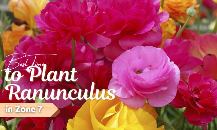 when-to-plant-ranunculus-in-zone-7