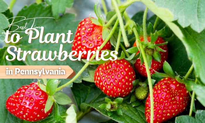 when to plant strawberries in pennsylvania
