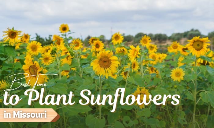 when to plant sunflowers in missouri