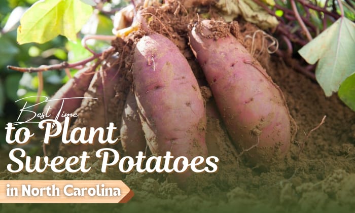 when to plant sweet potatoes in north carolina