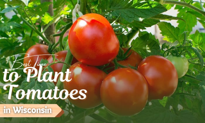 when to plant tomatoes in wisconsin