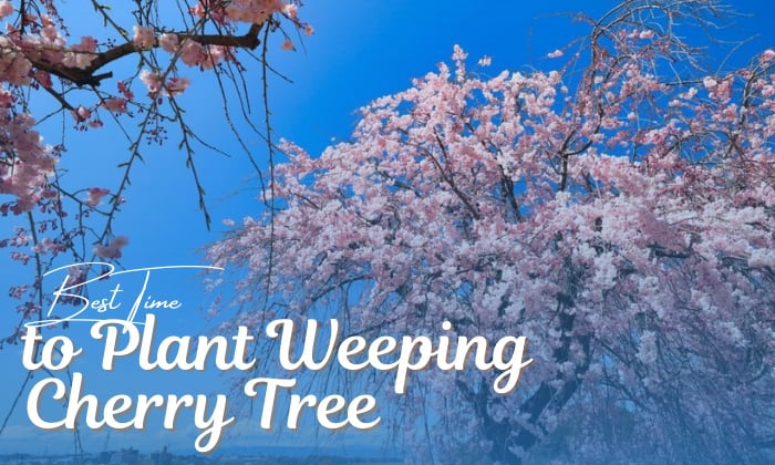 when to plant weeping cherry tree