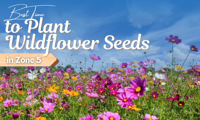 when to plant wildflower seeds in zone 5