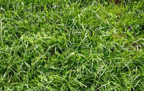 wisconsin-grass-types