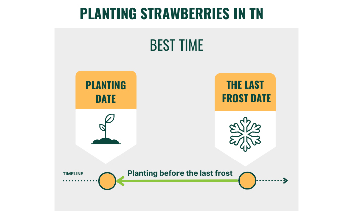 best-strawberries-to-grow-in-tennessee