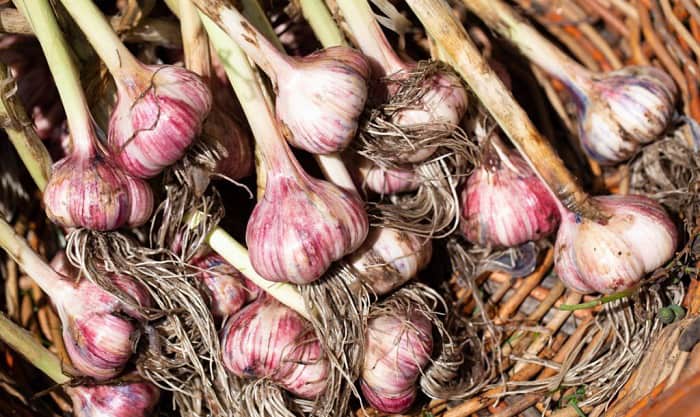best-time-to-plant-garlic