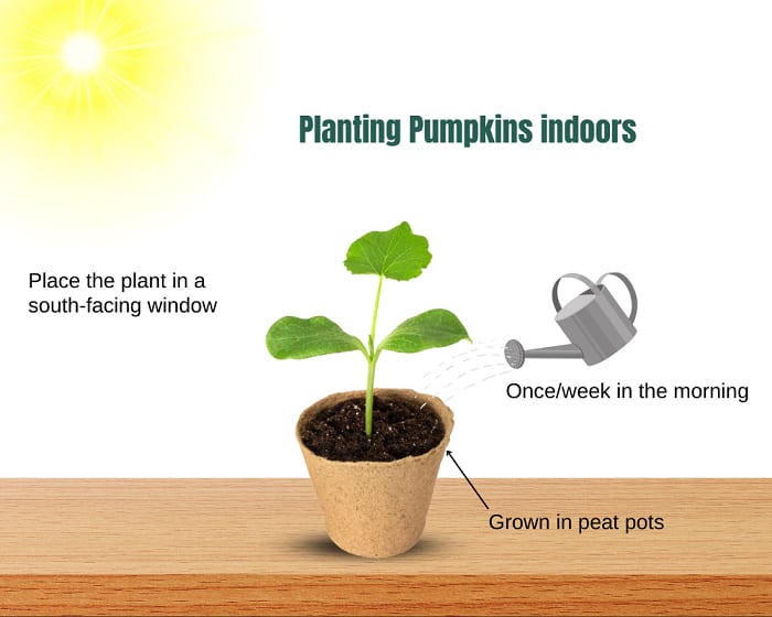 best-time-to-plant-pumpkin-seeds