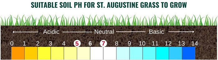 best-time-to-plant-st-augustine-grass