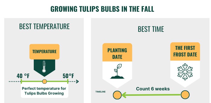 best-time-to-plant-tulips-bulbs