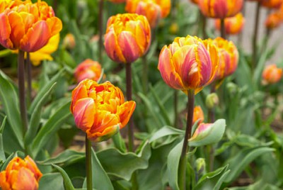 care-of-tulips