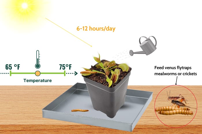 container-for-venus-fly-trap