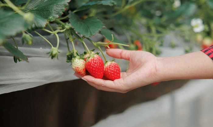 fall-planting-strawberries