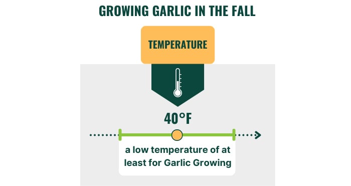 fertilize-garlic-when-planting