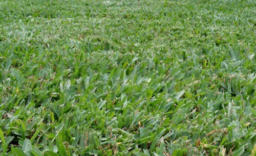 grow-bermuda-grass