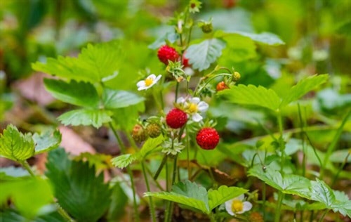 grow-strawberries