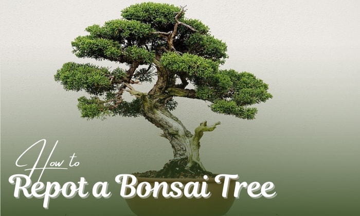 how to repot a bonsai tree