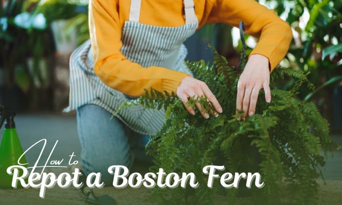 how to repot a boston fern