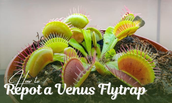 how to repot a venus flytrap