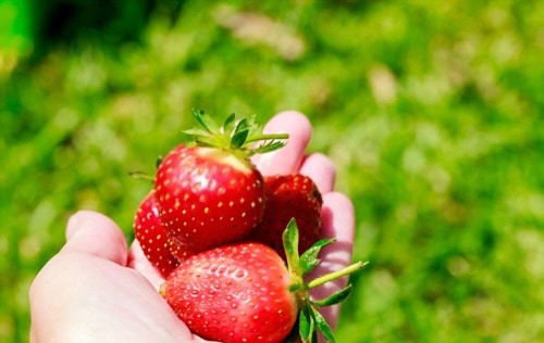 overwinter-strawberries