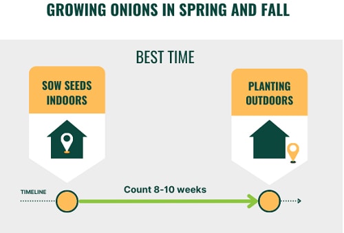 plant-onion-seed