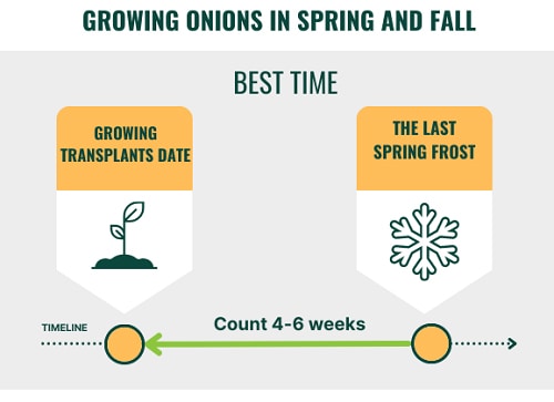 plant-onions-in-nc