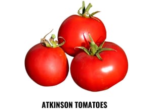 plant-tomatoes-indoors