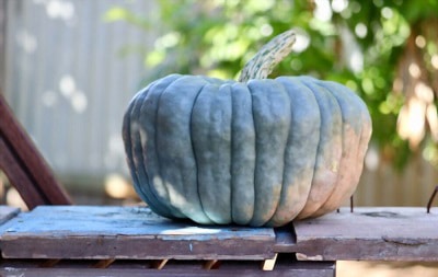 pumpkin-fertilization-requirements