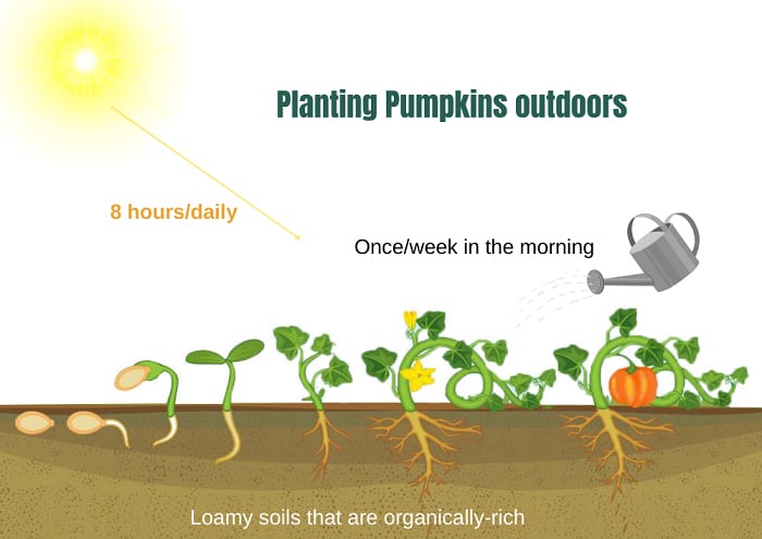 start-growing-pumpkins
