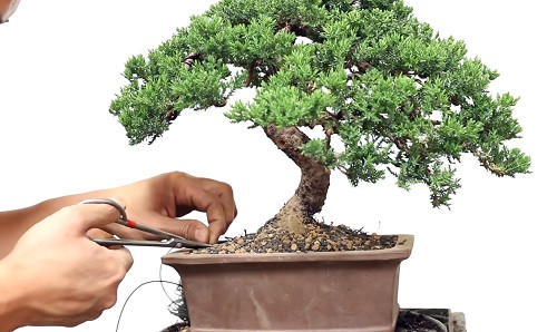 take-care-of-a-bonsai-tree