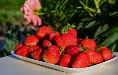 tennessee-wild-strawberries