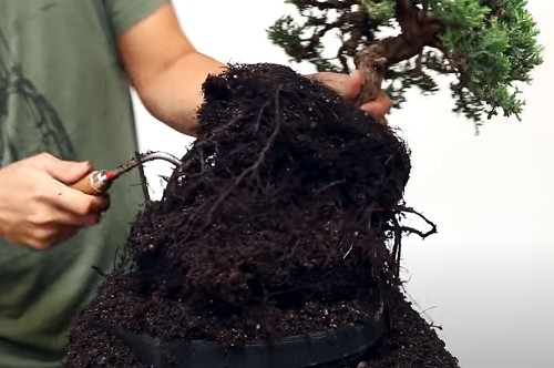 transplanting-bonsai-trees