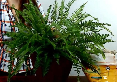 transplanting-ferns-to-pots
