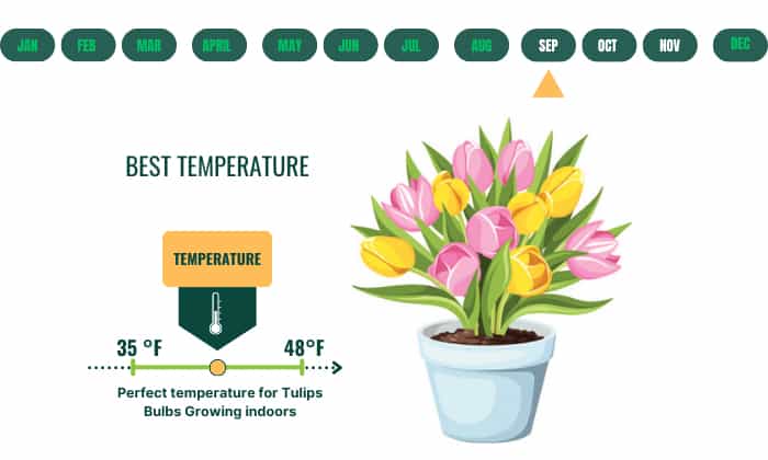 tulip-bulbs-planting-time