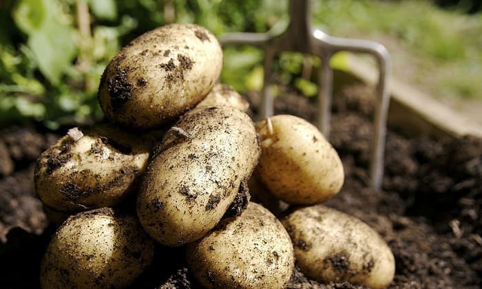 type-of-soil-do-potatoes-grow-best-in