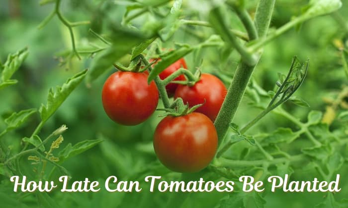 when is it too late to plant tomatoes