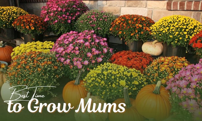 when is the best time to plant mums