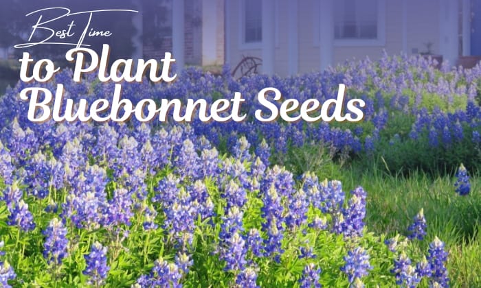 when-to-plant-bluebonnet-seeds