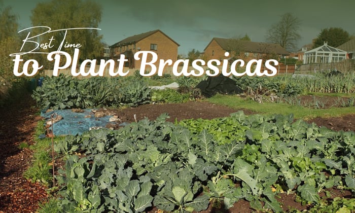 when to plant brassicas