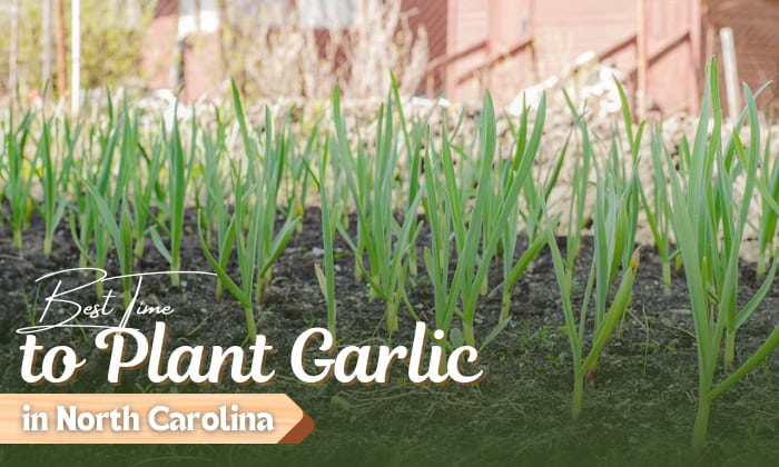 when to plant garlic in north carolina