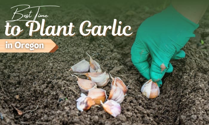 when to plant garlic in oregon