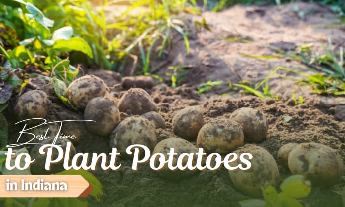 when to plant potatoes in indiana